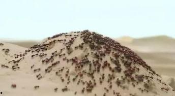 国产你懂的网站,内容丰富,暗藏玄机